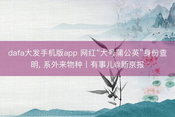 dafa大发手机版app 网红“大号蒲公英”身份查明， 系外来物种丨有事儿@新京报